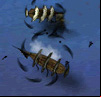 Cursed Winds